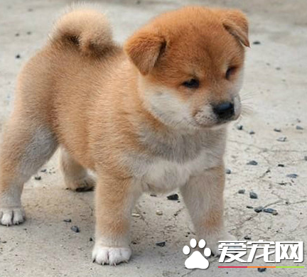 秋田犬與柴犬的區別 如何區分秋田和柴犬