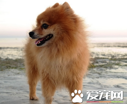如何喂養博美犬 博美犬喂食的次數與時間