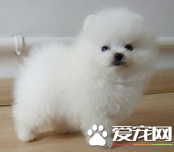 如何喂養博美犬 博美犬喂食的次數與時間