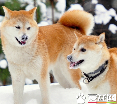 秋田犬體重 秋田犬成犬的體重在50到80斤