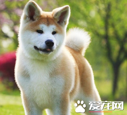 秋田犬能打獵嗎 秋田犬還是可以打獵的