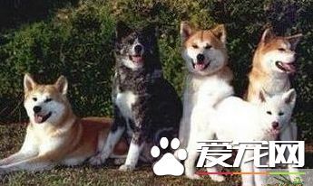 秋田犬能打獵嗎 秋田犬還是可以打獵的
