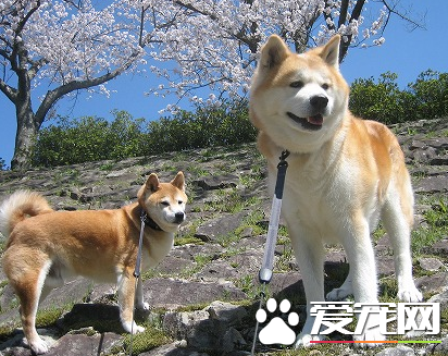 秋田犬掉毛嗎 秋田犬掉毛情況不嚴重