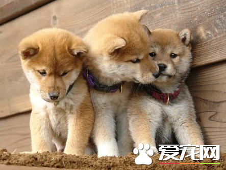 秋田犬掉毛嗎 秋田犬掉毛情況不嚴重