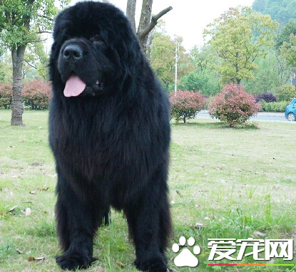 如何鑒別紐芬蘭犬 紐芬蘭犬的形態特征
