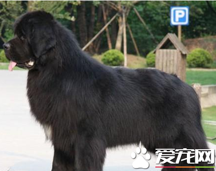 如何鑒別紐芬蘭犬 紐芬蘭犬的形態特征