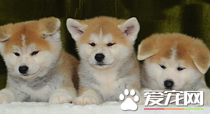 秋田犬的忠誠度 日本人將秋田犬視為忠實的伴侶