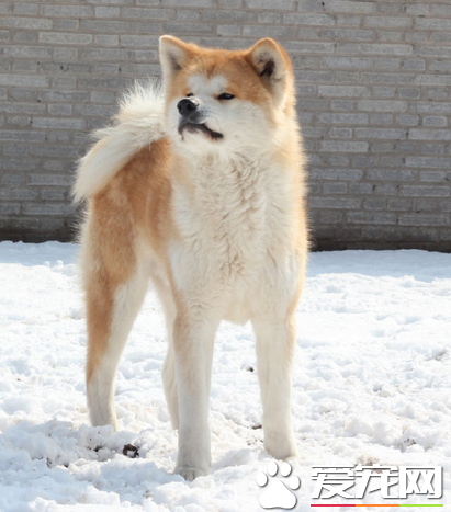 秋田犬的性格 秋田犬性格沉著溫順感覺銳敏