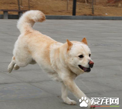 秋田犬的性格 秋田犬性格沉著溫順感覺銳敏