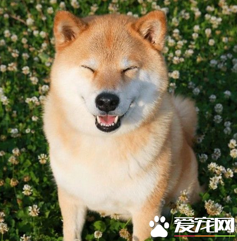 秋田犬的身高 成犬的身高在58到70厘米
