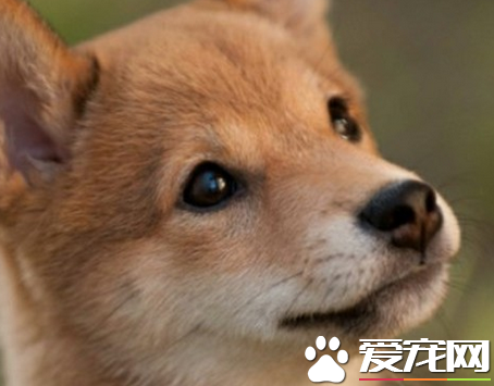 日本秋田犬和柴犬的區別 柴犬的尾巴相對比較短