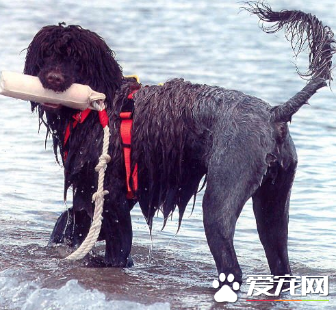 葡萄牙水犬智商排名 狗狗智商排名中沒有排名