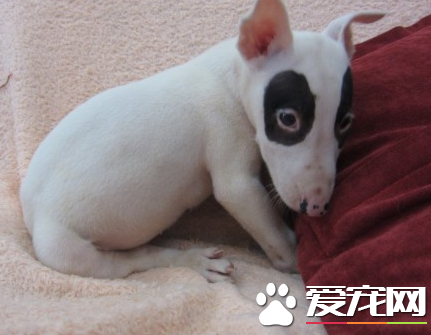 迷你牛頭梗對其他狗寶寶友善嗎 牛頭梗十分好斗