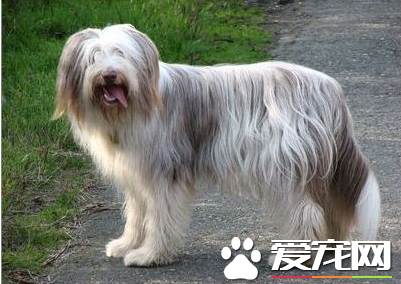 迷你貝吉格裡芬凡丁犬智商 很聰明的狗狗