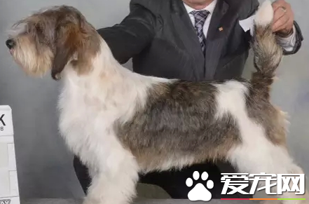 迷你貝吉格裡芬凡丁犬智商 很聰明的狗狗