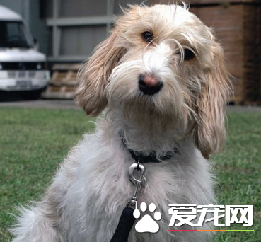 迷你貝吉格裡芬凡丁犬粘人程度 特別喜歡粘人