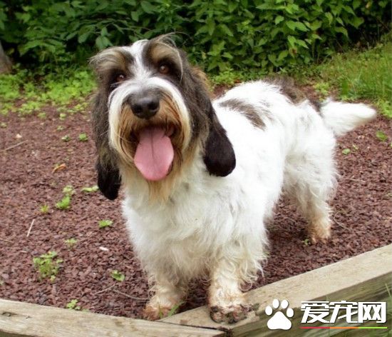 迷你貝吉格裡芬凡丁犬粘人程度 特別喜歡粘人