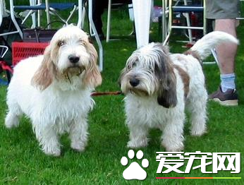 迷你貝吉格裡芬凡丁犬粘人程度 特別喜歡粘人