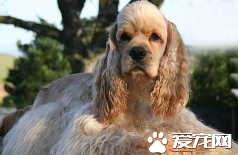 美國可卡犬怎麼樣 可卡犬易於服從忠實主人
