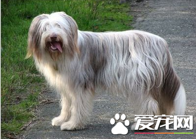 迷你貝吉格裡芬凡丁犬掉毛程度 養護得當不太掉毛