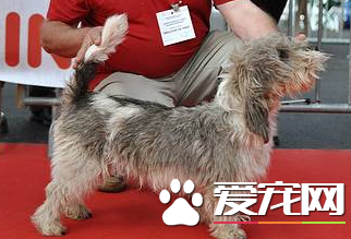 迷你貝吉格裡芬凡丁犬掉毛程度 養護得當不太掉毛