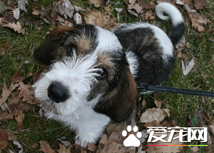 迷你貝吉格裡芬凡丁犬體味程度 幾乎沒有體味的狗