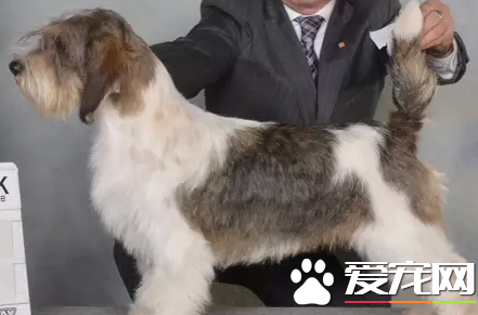 迷你貝吉格裡芬凡丁犬對小孩友善程度 對小孩很友善