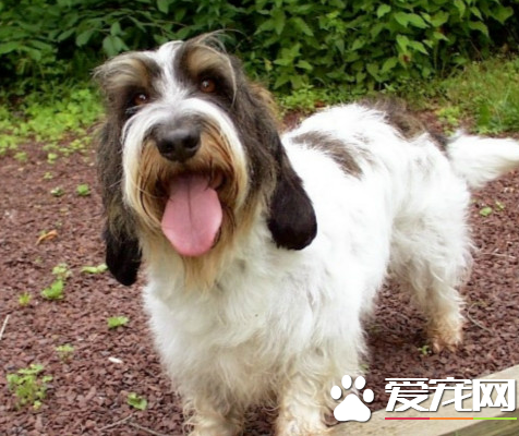 迷你貝吉格裡芬凡丁犬對小孩友善程度 對小孩很友善