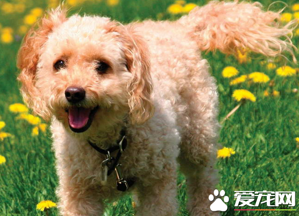 美國可卡犬體味程度 美國可卡犬體味比較濃重