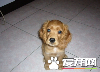 美國可卡犬體味程度 美國可卡犬體味比較濃重