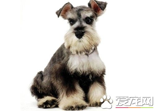 迷你雪納瑞犬好養嗎 迷你雪納瑞犬比較好養