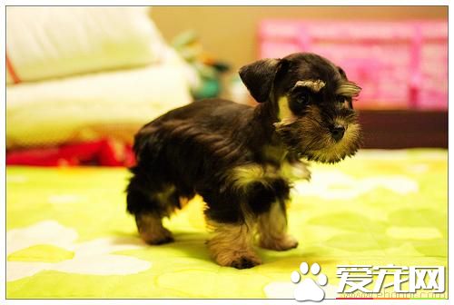 迷你雪納瑞犬好養嗎 迷你雪納瑞犬比較好養