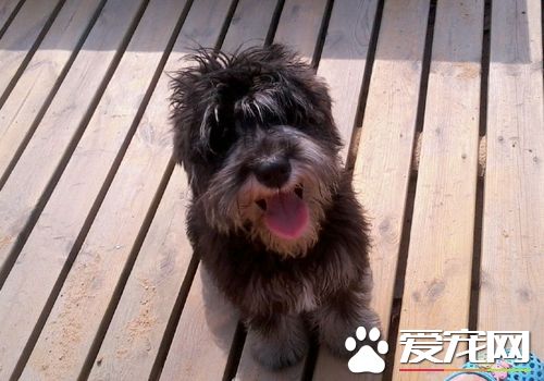 迷你雪納瑞的體重 成年體重在6到8公斤