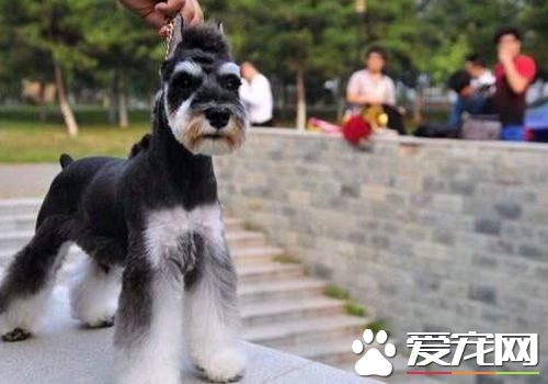迷你雪納瑞吃什麼沒有淚痕 吃什麼狗糧去淚痕