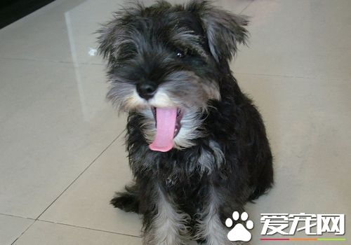 迷你雪納瑞捕老鼠嗎 雪納瑞是公認的捕鼠高手