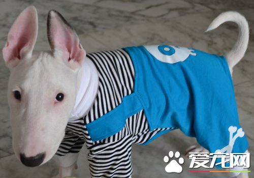 迷你牛頭梗體味重嗎 迷你牛頭梗會產生體味