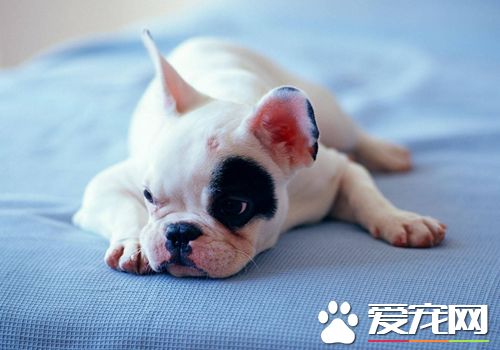 迷你牛頭梗認主嗎 迷你牛頭梗是認主人的
