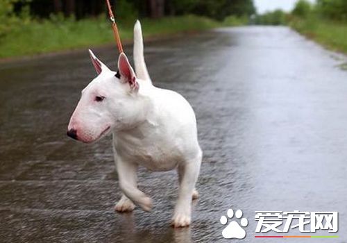 迷你牛頭梗認主嗎 迷你牛頭梗是認主人的
