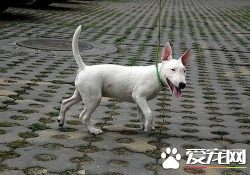 迷你牛頭梗可以多養嗎 最好還是不要多養