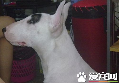 迷你牛頭梗可以多養嗎 最好還是不要多養