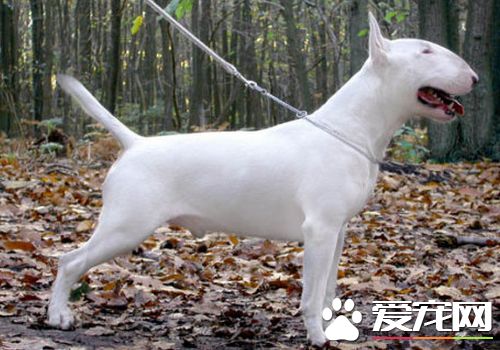 迷你牛頭梗會看家嗎 牛頭梗看家能力中等