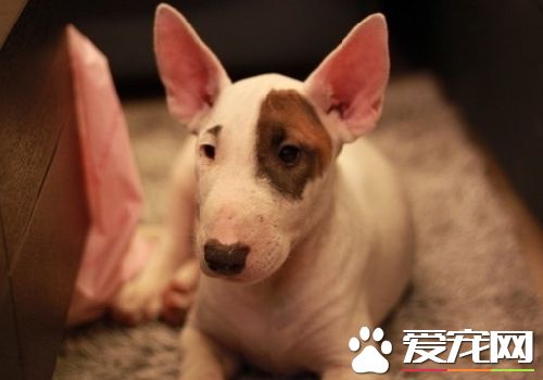 迷你牛頭梗會打架嗎 具有強烈的爭斗性