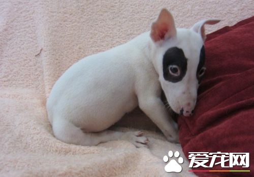迷你牛頭梗和牛頭梗的區別 迷你牛頭梗更小