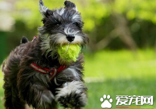 迷你牛頭梗好養還是法斗好養 法斗打架算猛犬