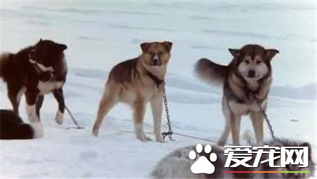 桦太犬是什麼品種 一種產於日本的雪橇犬