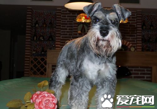 迷你牛頭梗好養還是法斗好養 法斗打架算猛犬