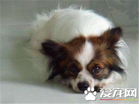 蝴蝶犬最大多大 蝴蝶犬體重3.6到4.5公斤