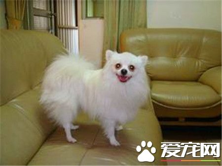 蝴蝶犬智商 蝴蝶犬的聰明才智是毋庸置疑的