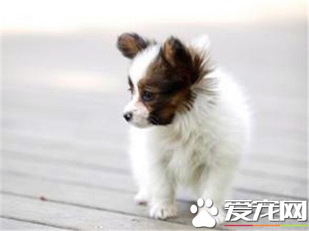 蝴蝶犬智商 蝴蝶犬的聰明才智是毋庸置疑的