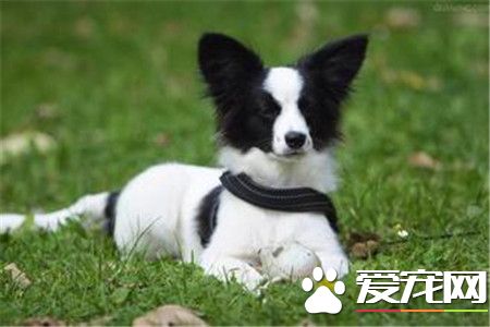 蝴蝶犬智商 蝴蝶犬的聰明才智是毋庸置疑的